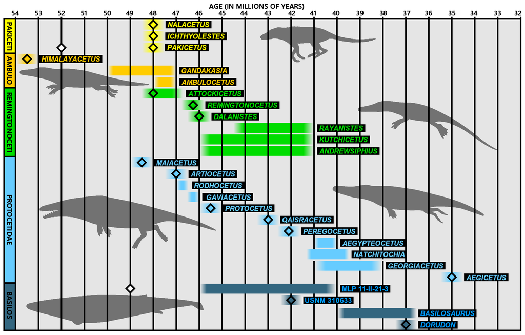 Diagram showing geological ages of different Archaeocetei genera.
