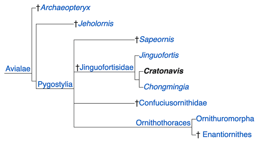 The derived phylogeny list from the Cratonavis paper.