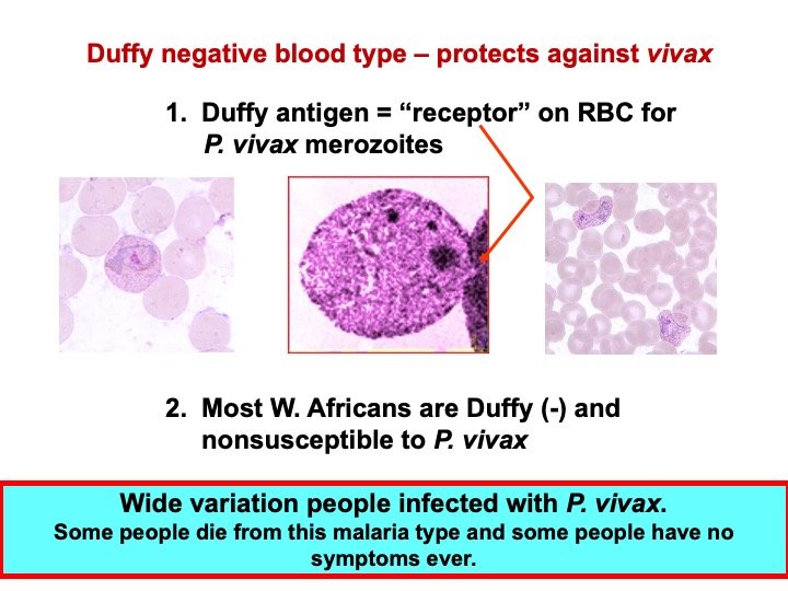 P. vivax and Duffy antigen PowerPoint image