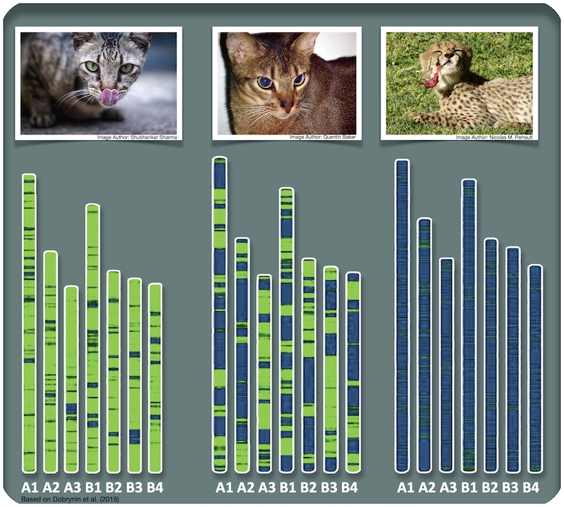 Genetic markers of three different cats