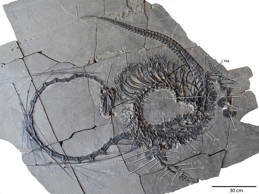 Dinocephalosaurus orientalis IVPP V20295.