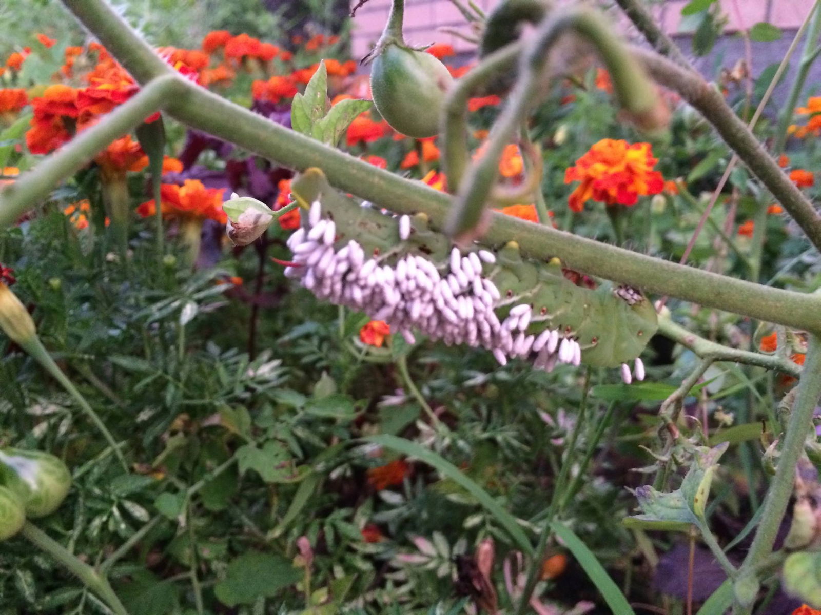 Braconid wasp on hornworm