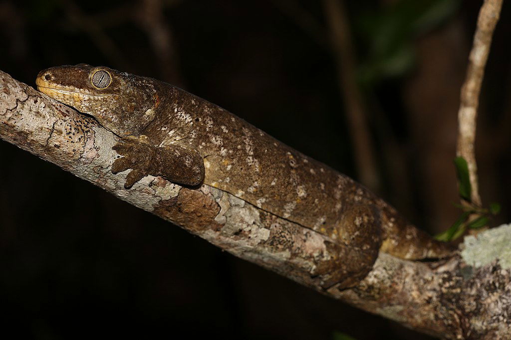 New Caledonian Giant Gecko