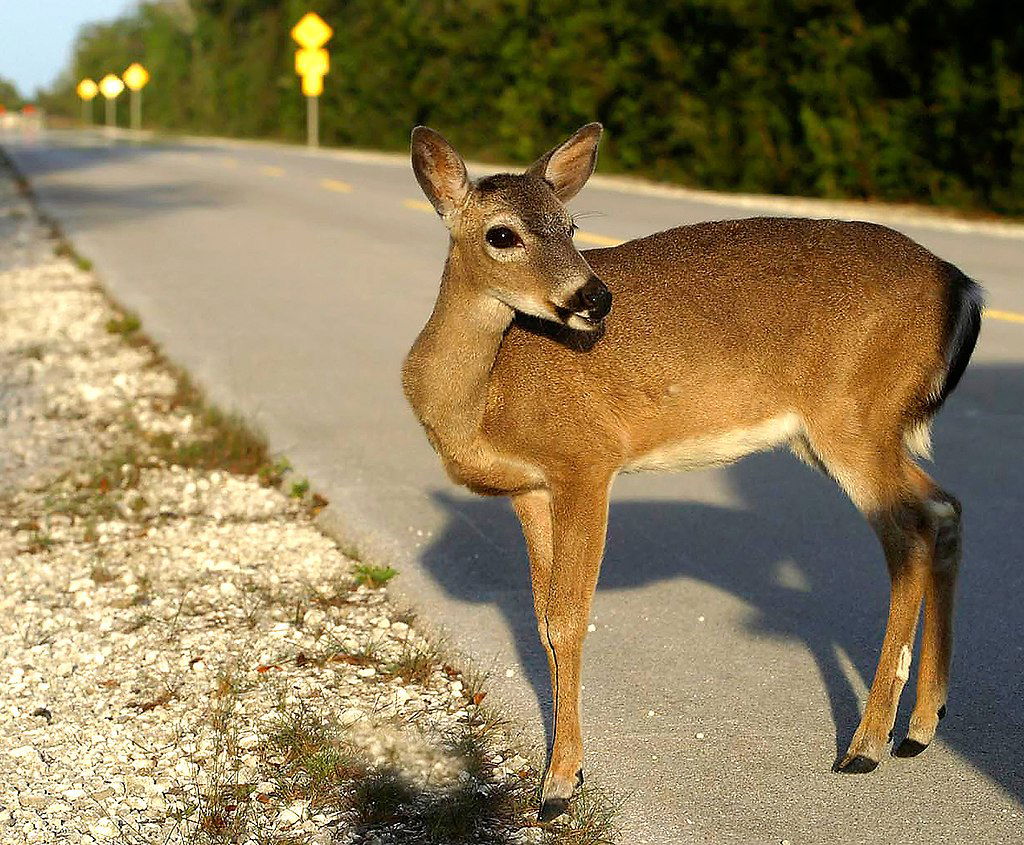 Key Deer