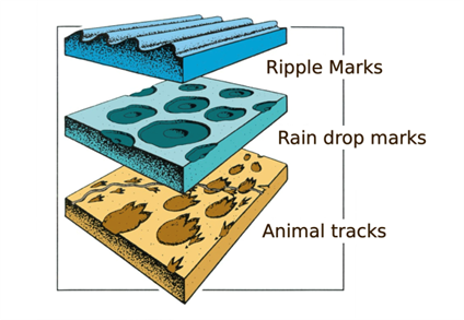 Animal Tracks Illustration