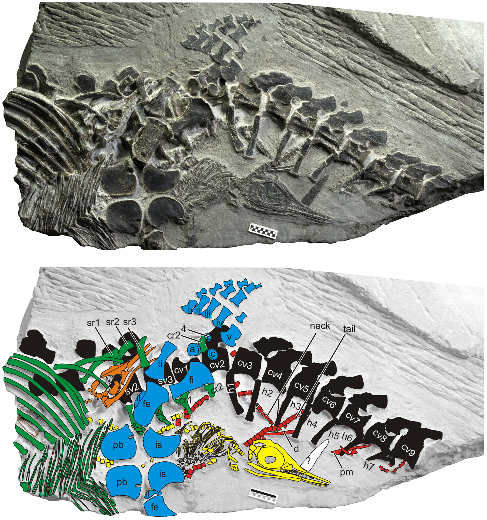 Ichthyosaur Fossil