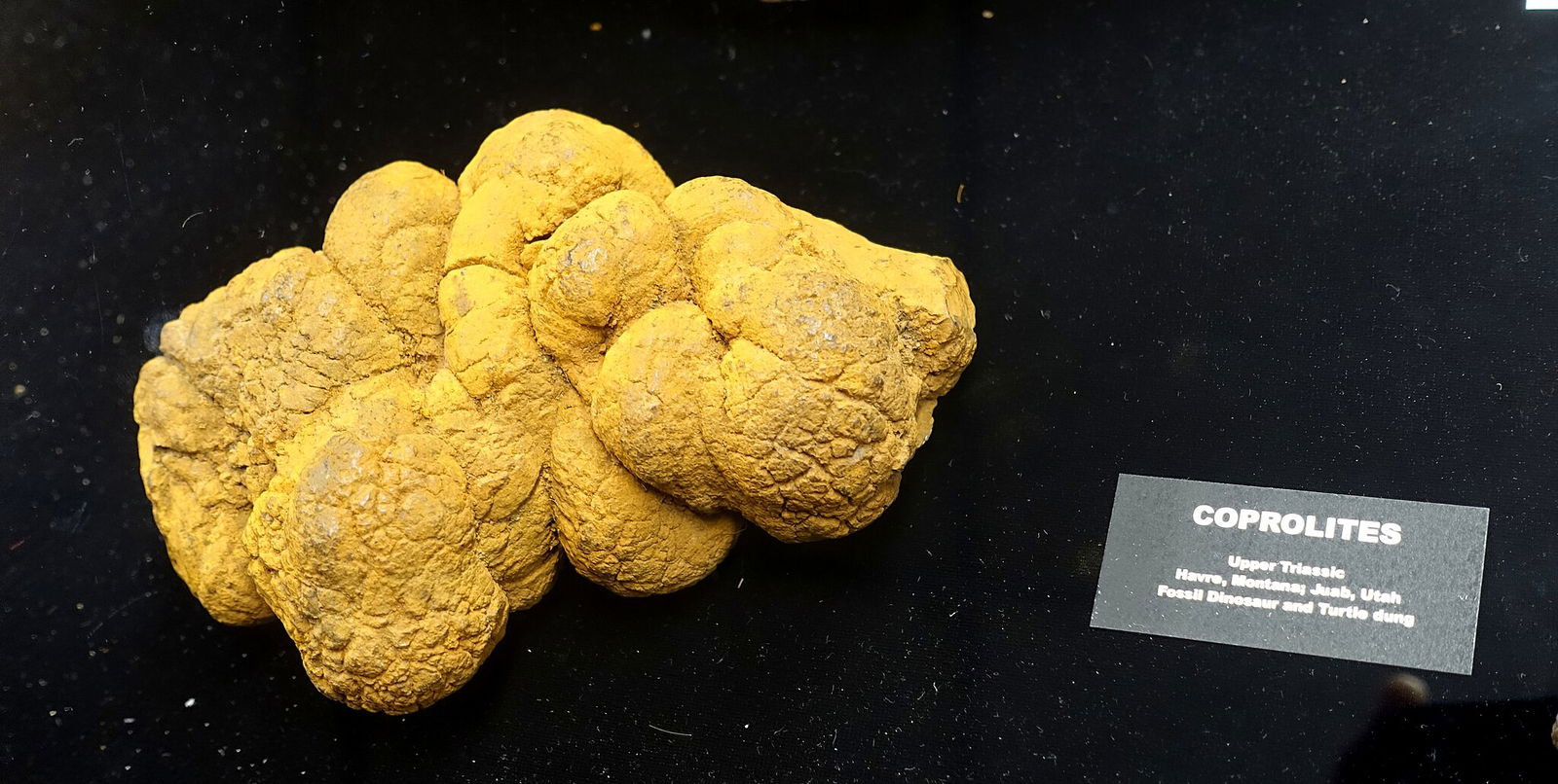 Fossilized Dinosaur Manure