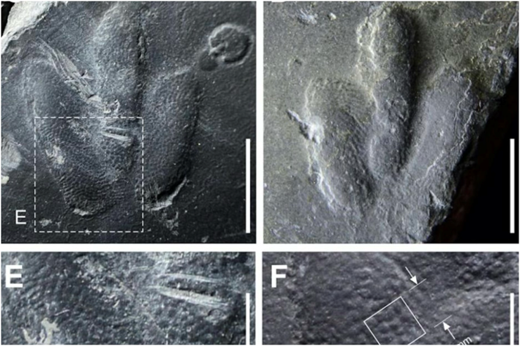 Dinosaur Tracks