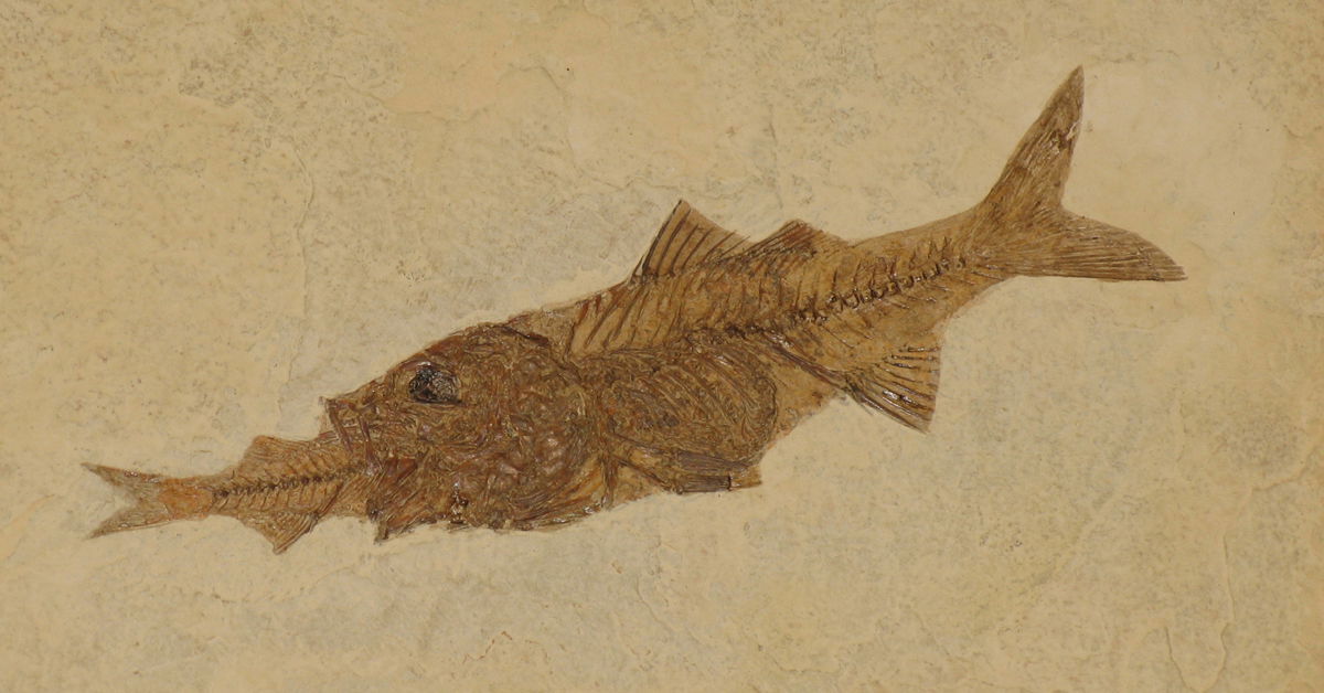 Fish Swallowing Fish Fossil