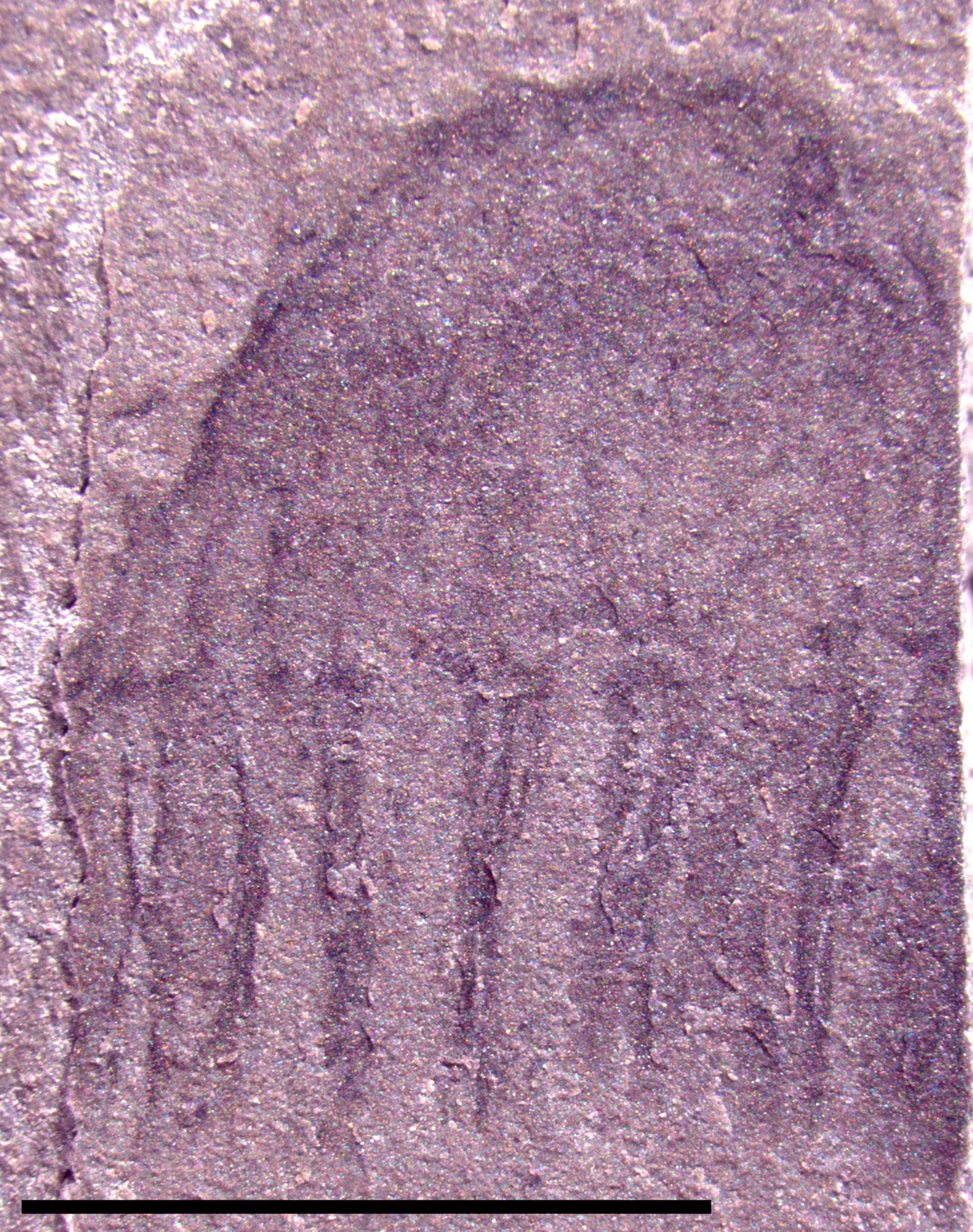 Jellyfish Fossil