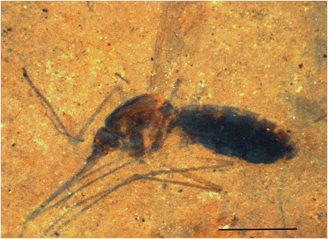 Mosquito Fossil
