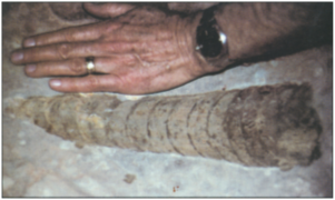 Nautiloid Fossil
