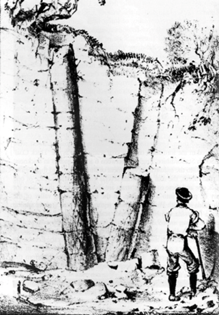 Fossilized Upright Trees
