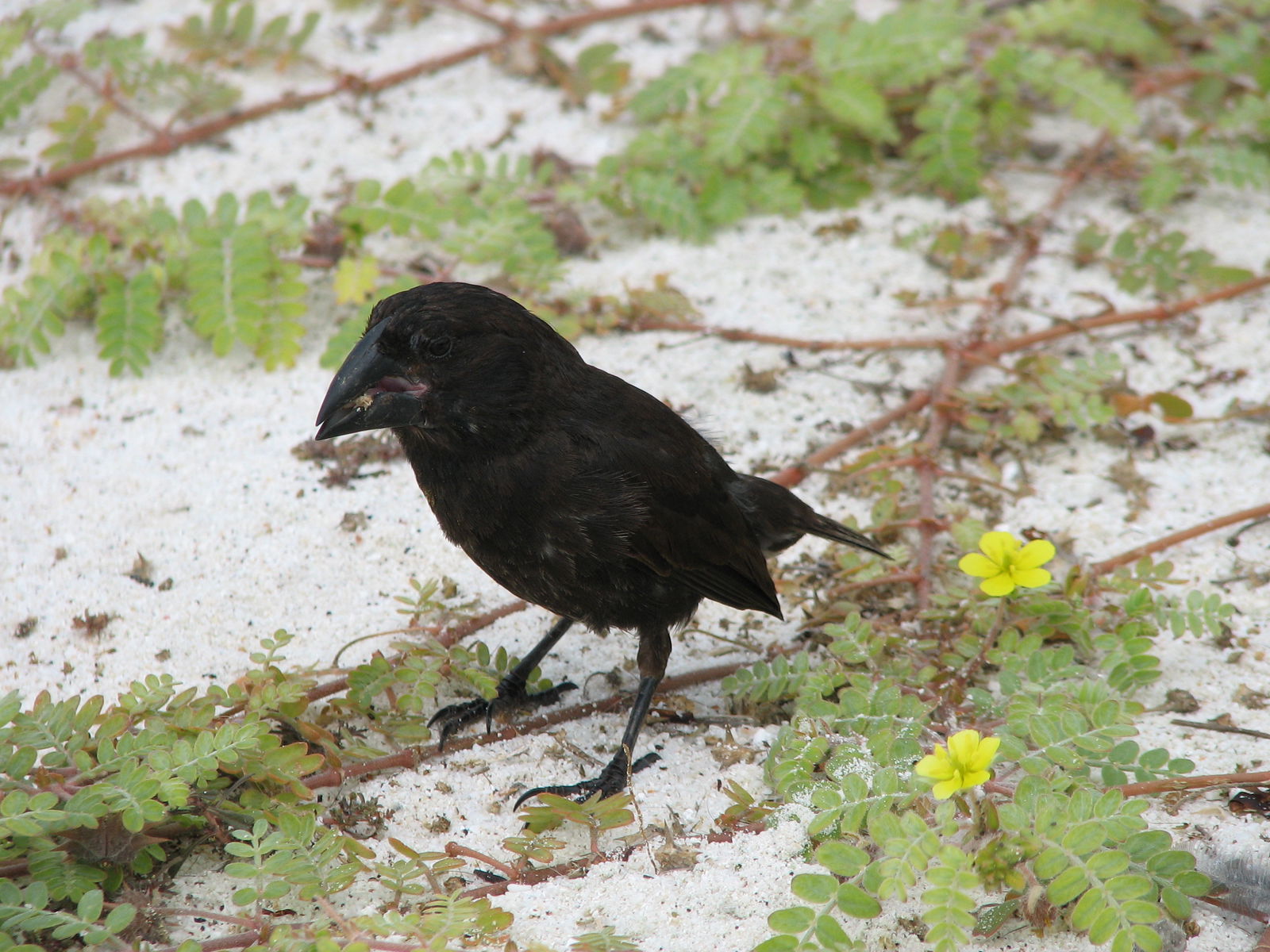 Española Cactus Finch