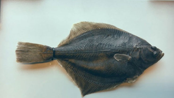 Baltic Flounder