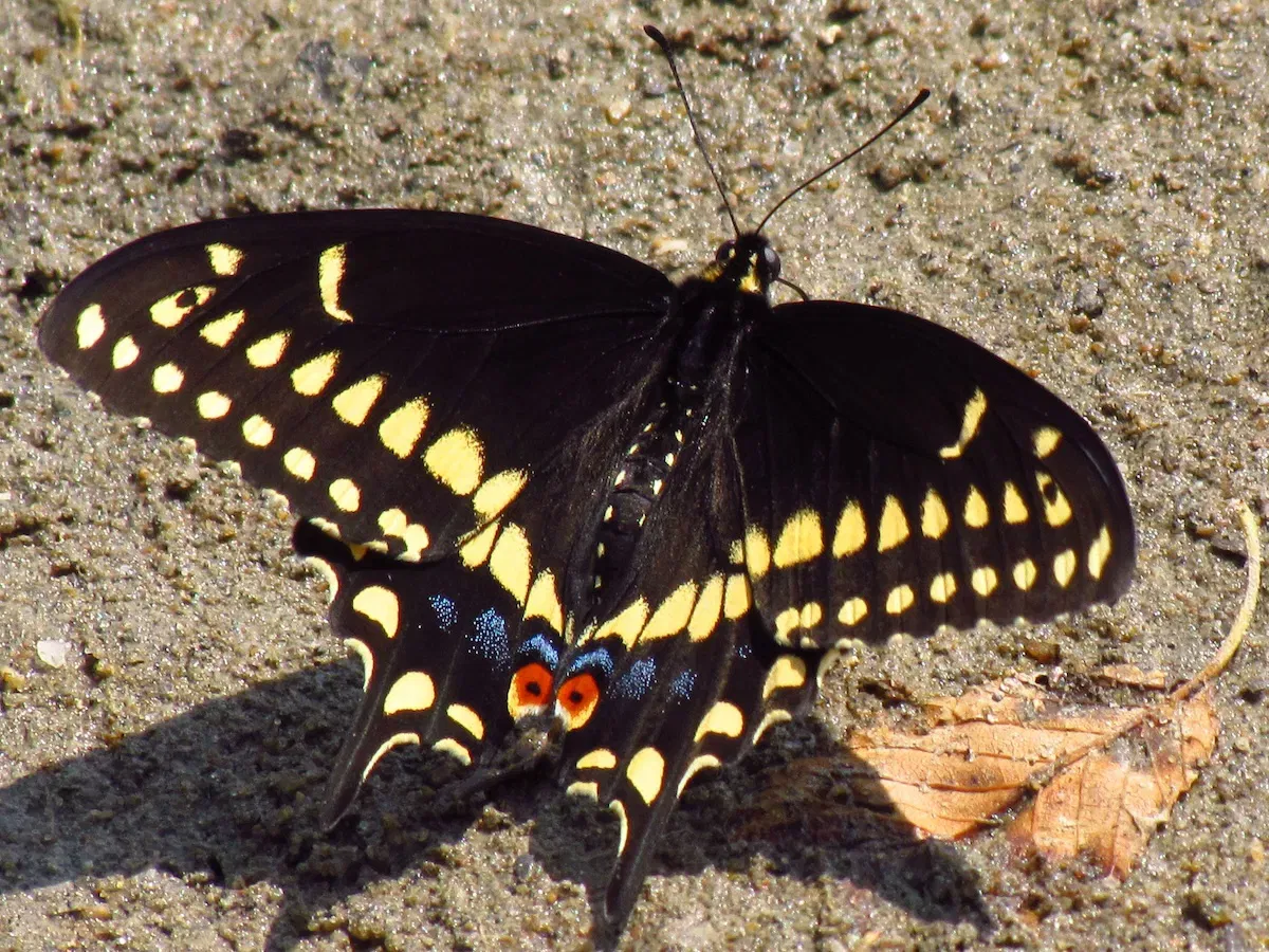 Black Swallowtail male
