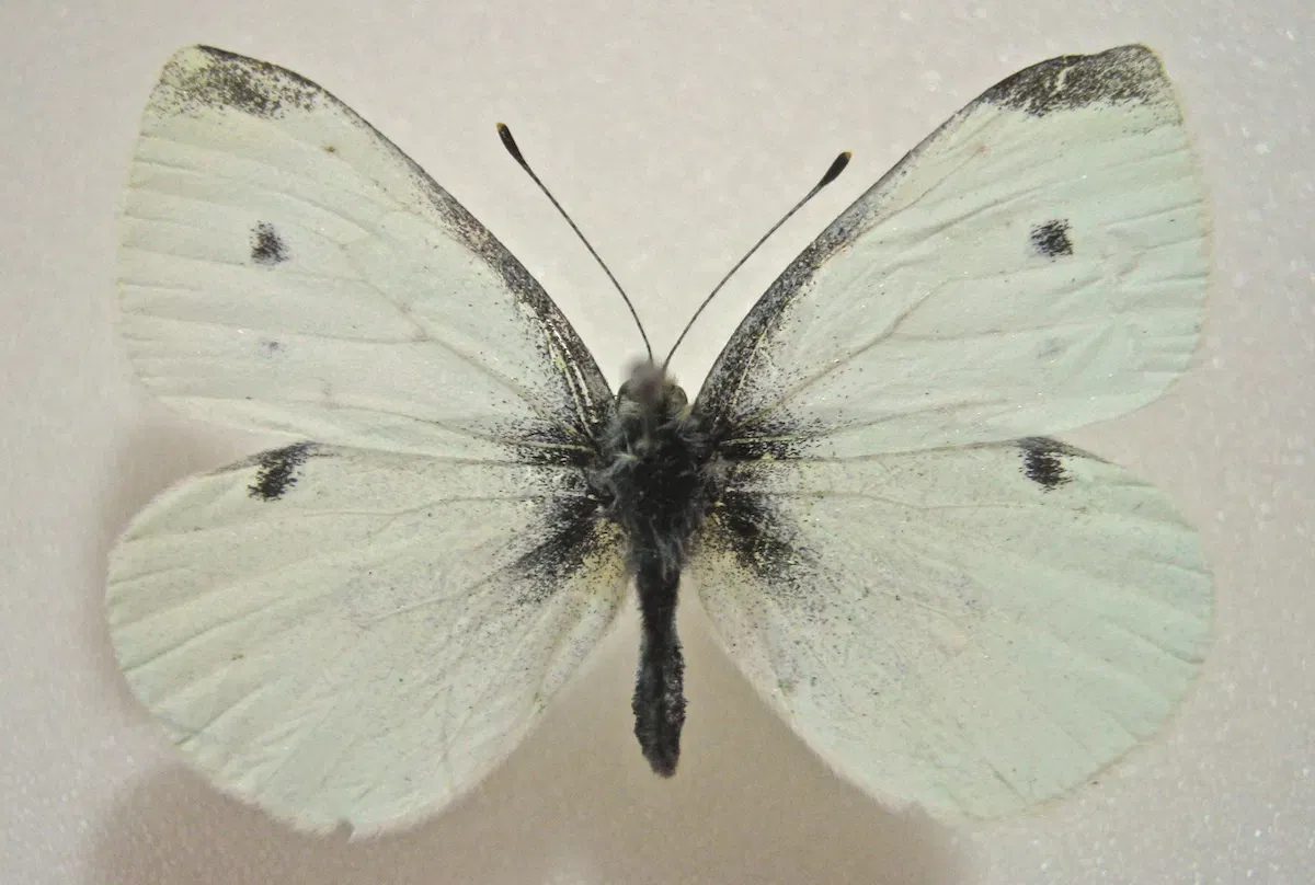Cabbage White male