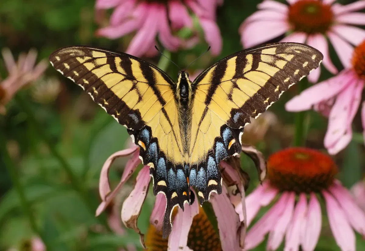Eastern Tiger Swallowtail female