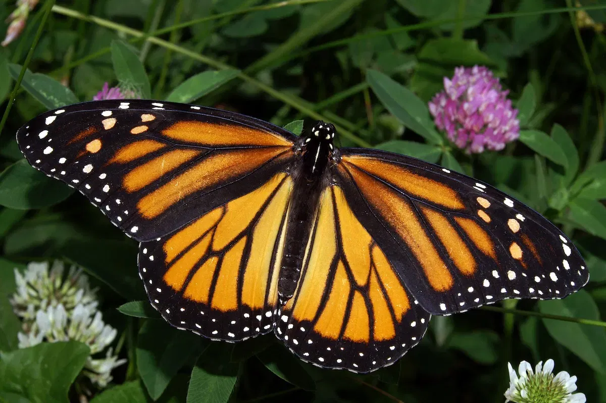 Monarch female