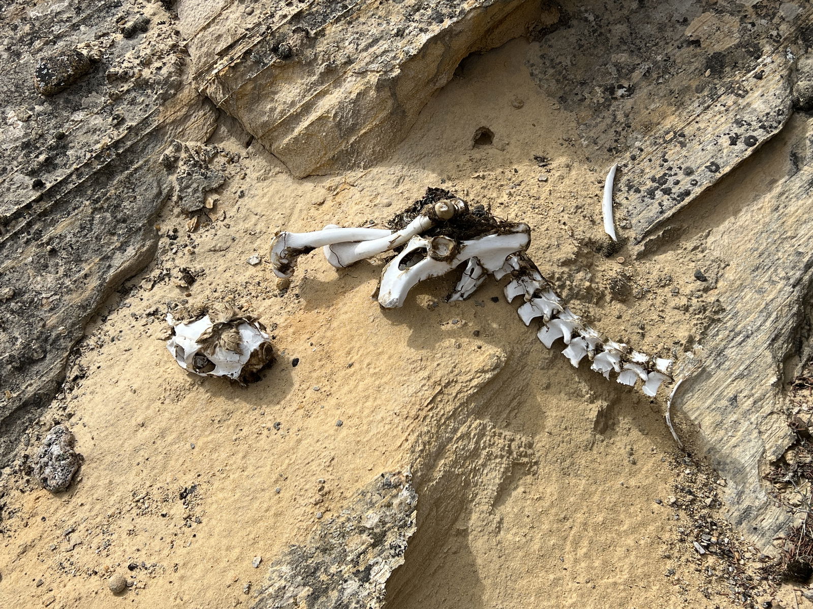 Partial decaying skeleton