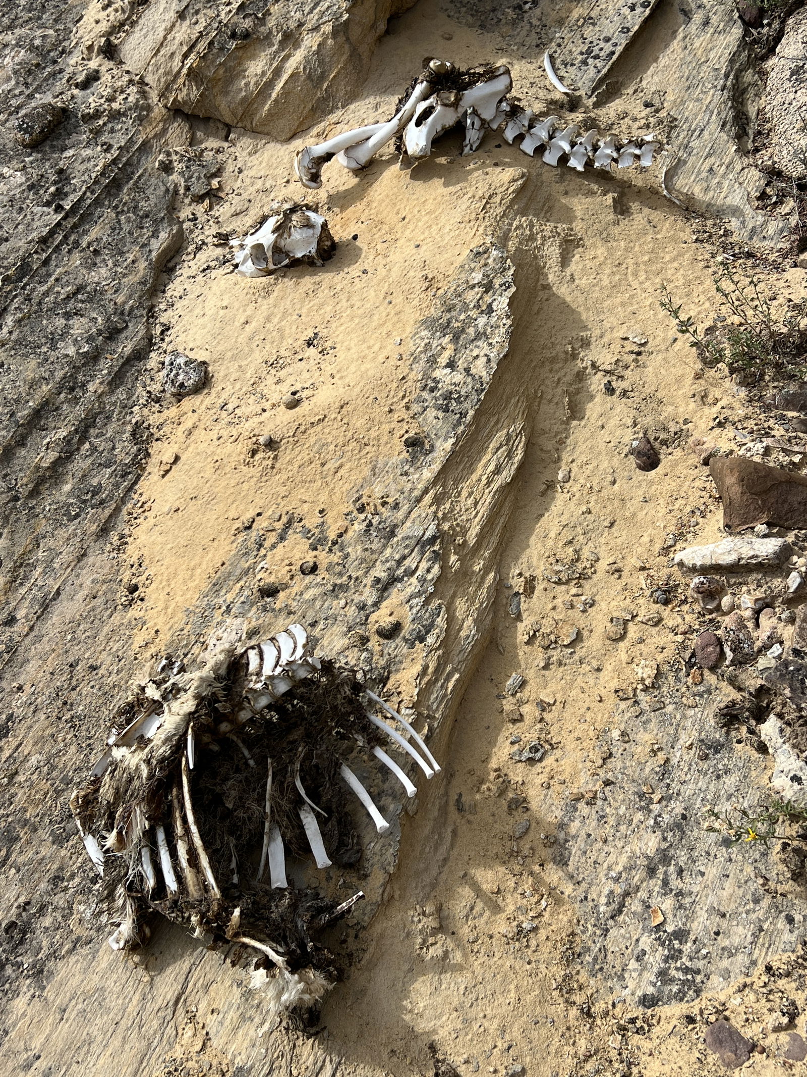 Partial decaying skeleton