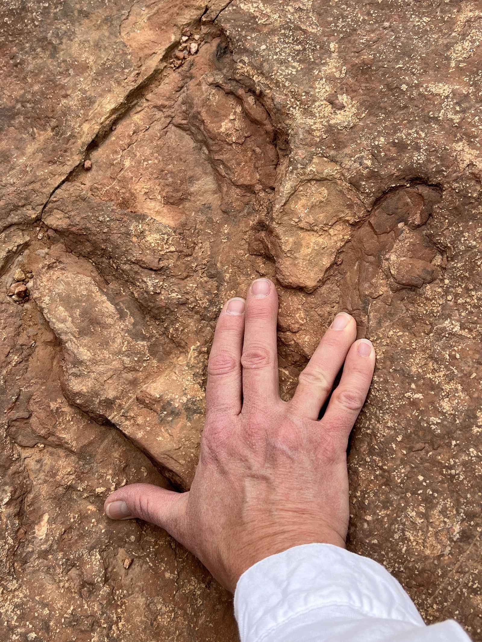 Fossilized dinosaur footprints