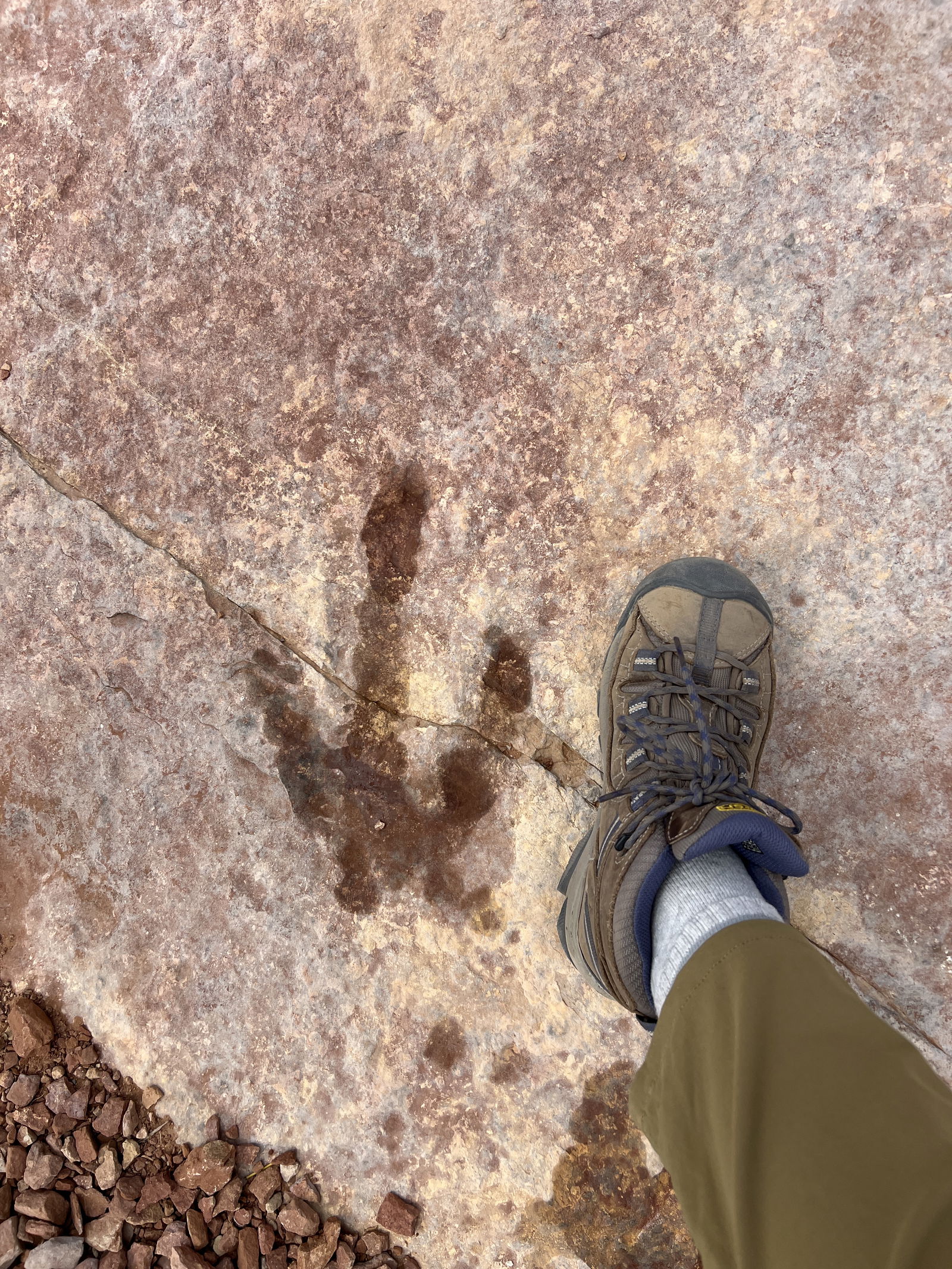 Fossilized dinosaur footprints