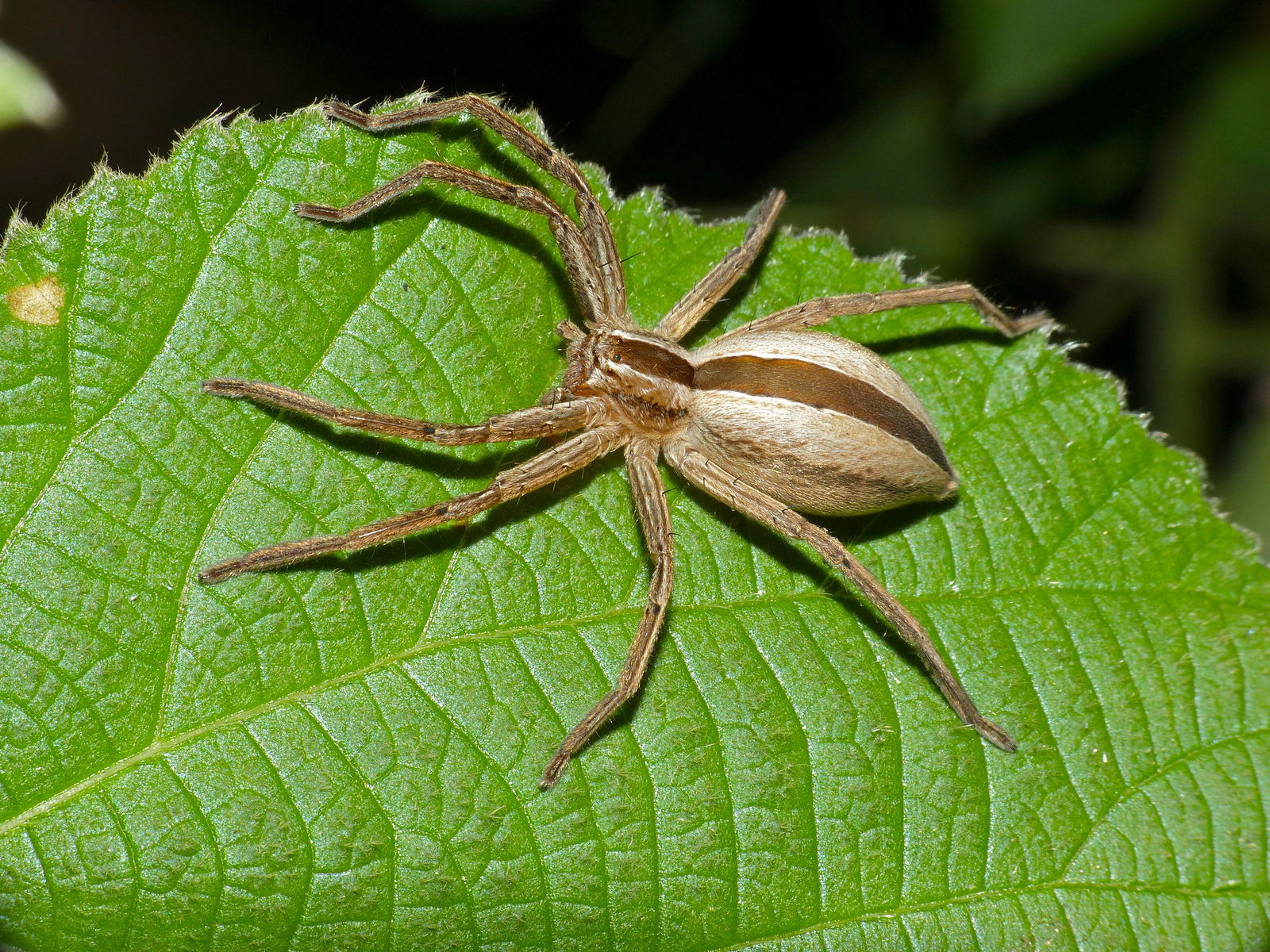 A Huntsman Spider