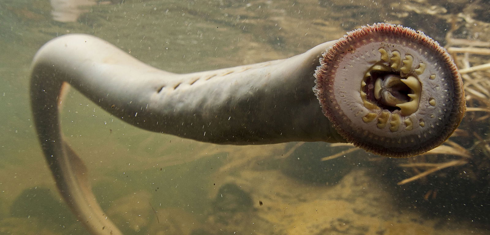 A Lamprey.