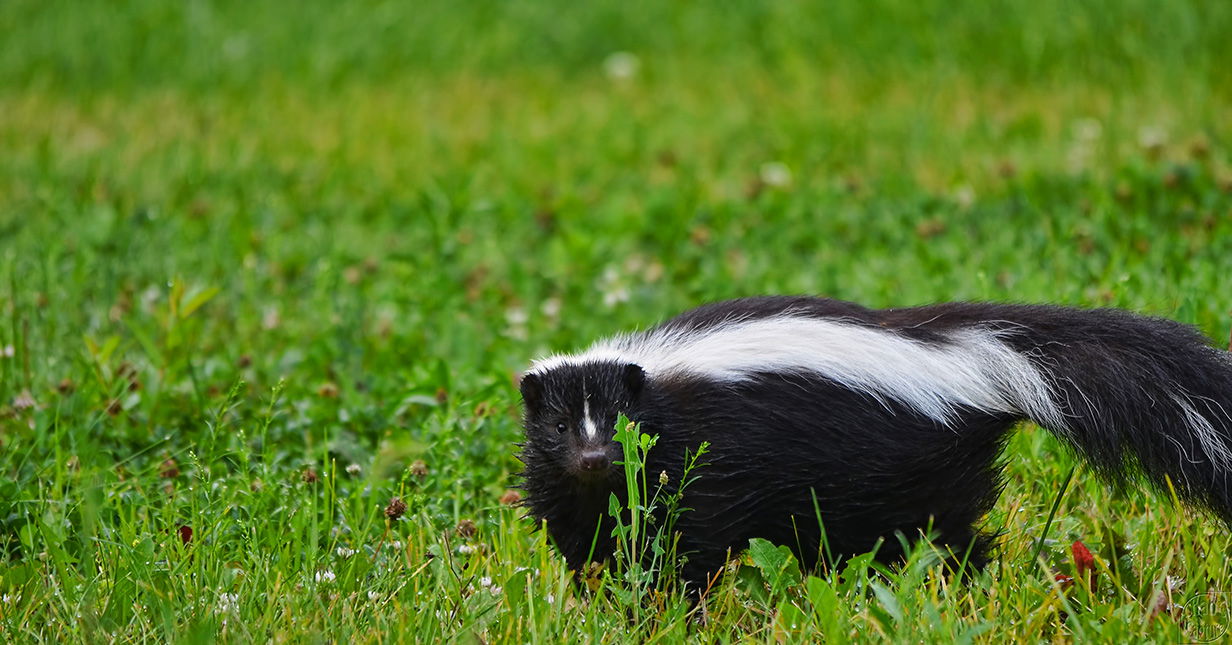 A skunk.