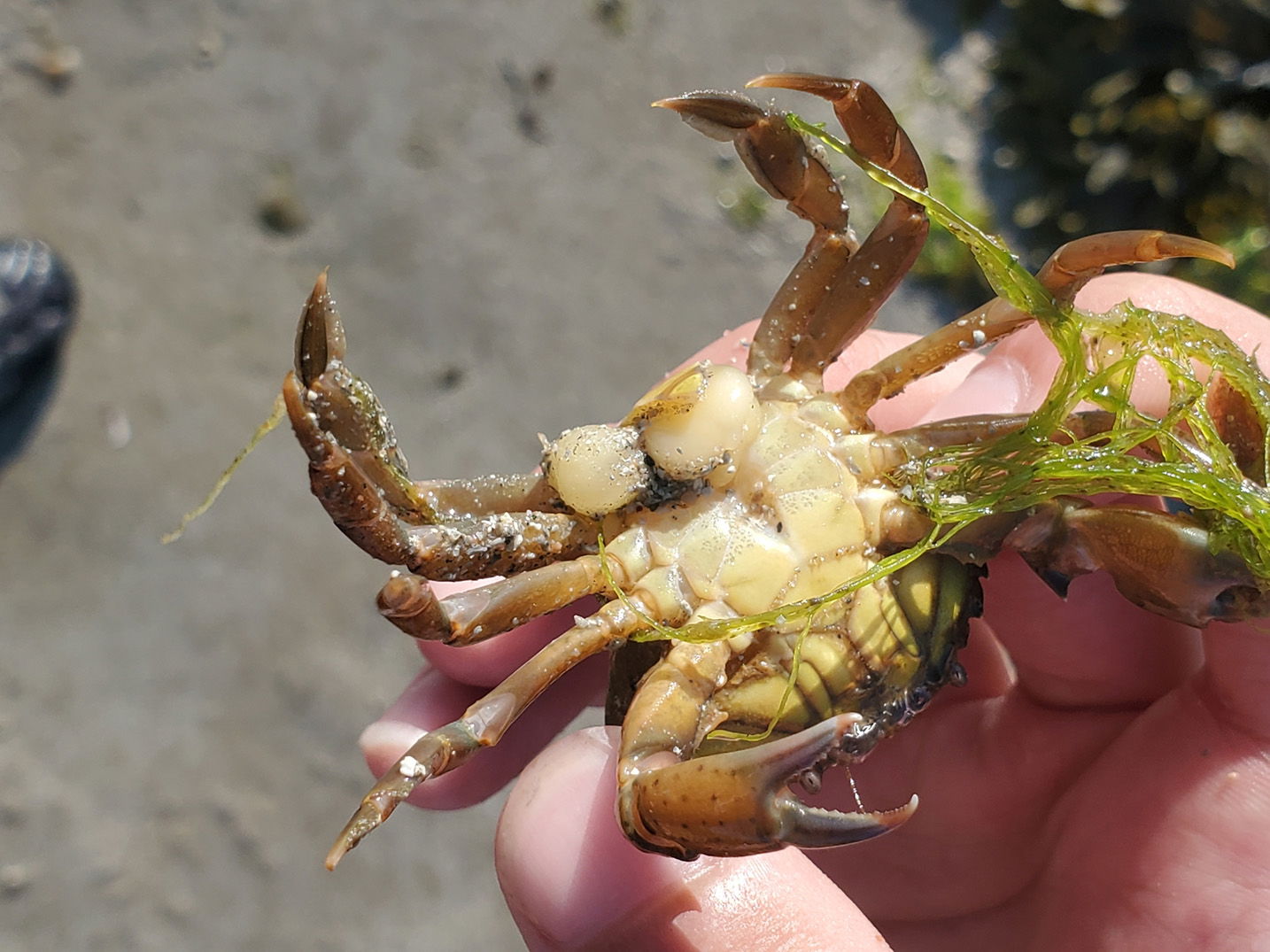 Sacculina carcini on a crab.