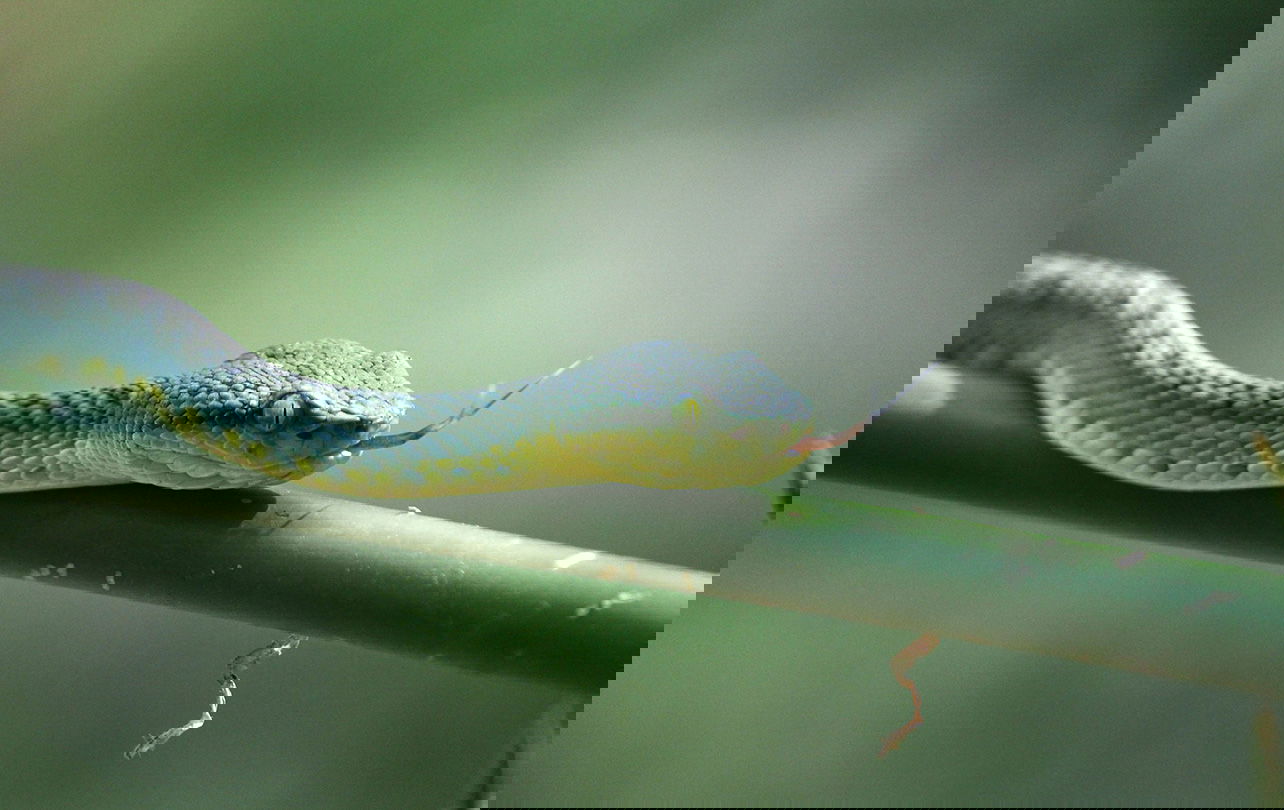 A bamboo pit viper on a branch.