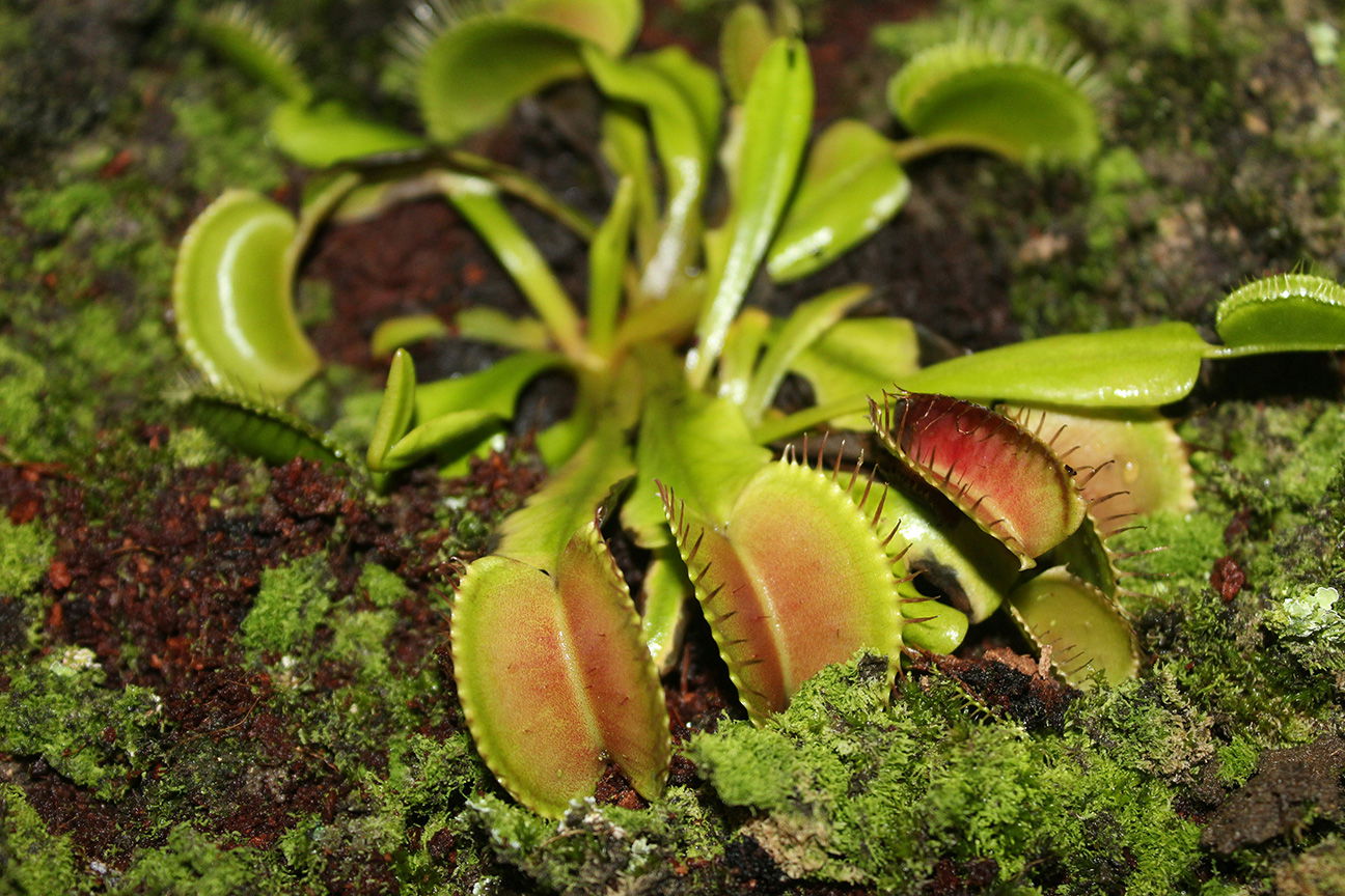 A Venus flytrap plant.