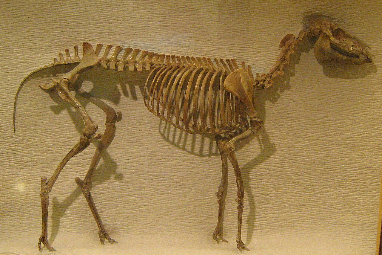 Mesohippus barbouri fossil.