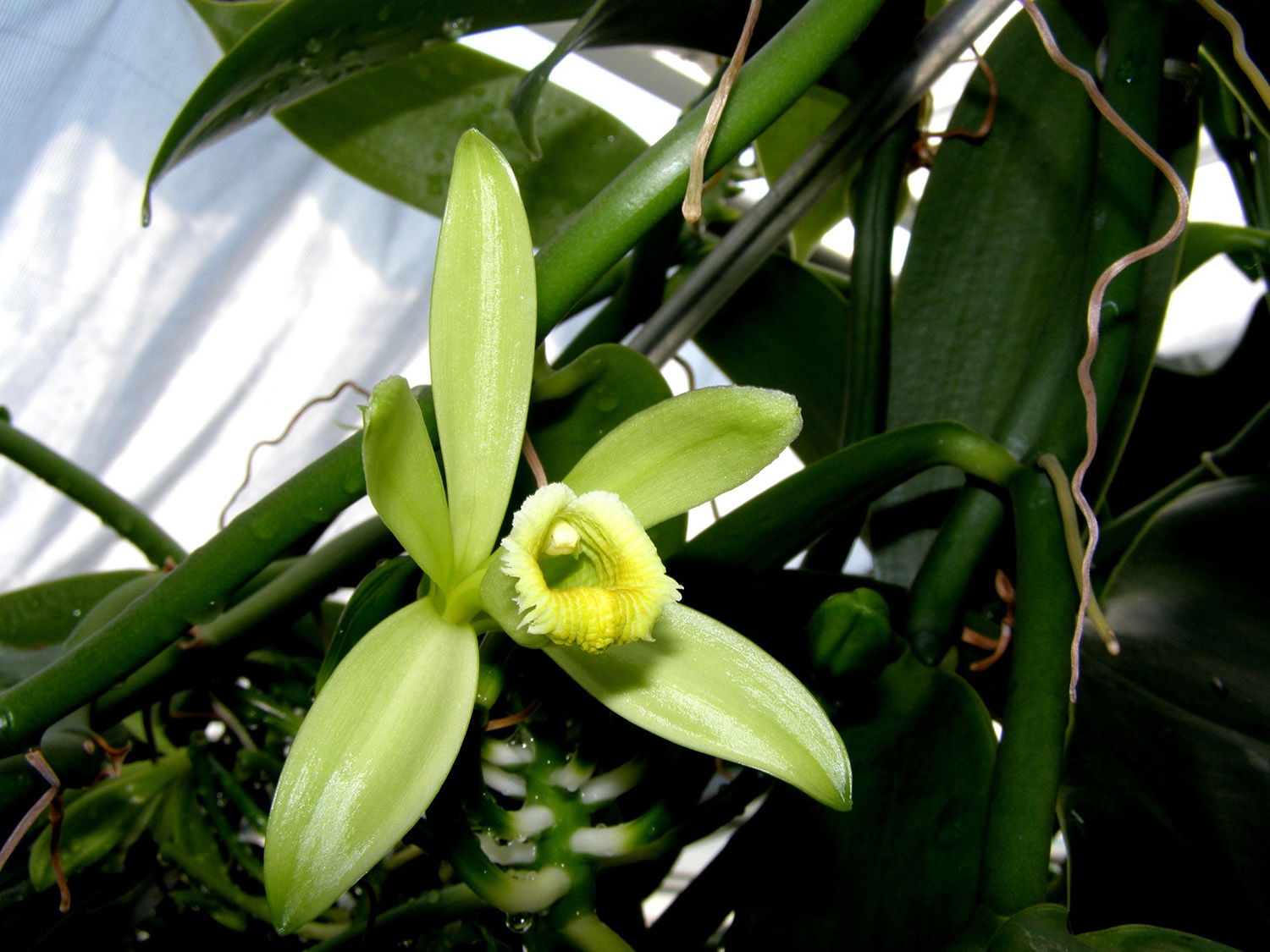 A Vanilla orchid.