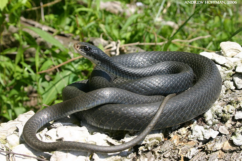 Northern Black Racer