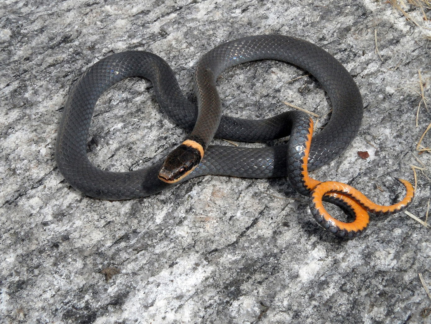 Northern Ringneck Snake