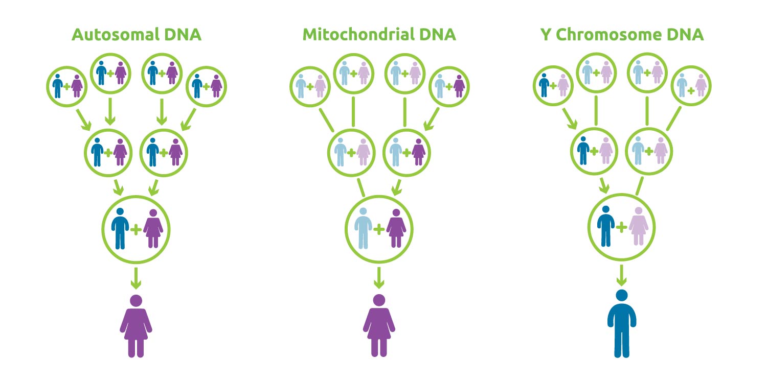 DNA graph illustration
