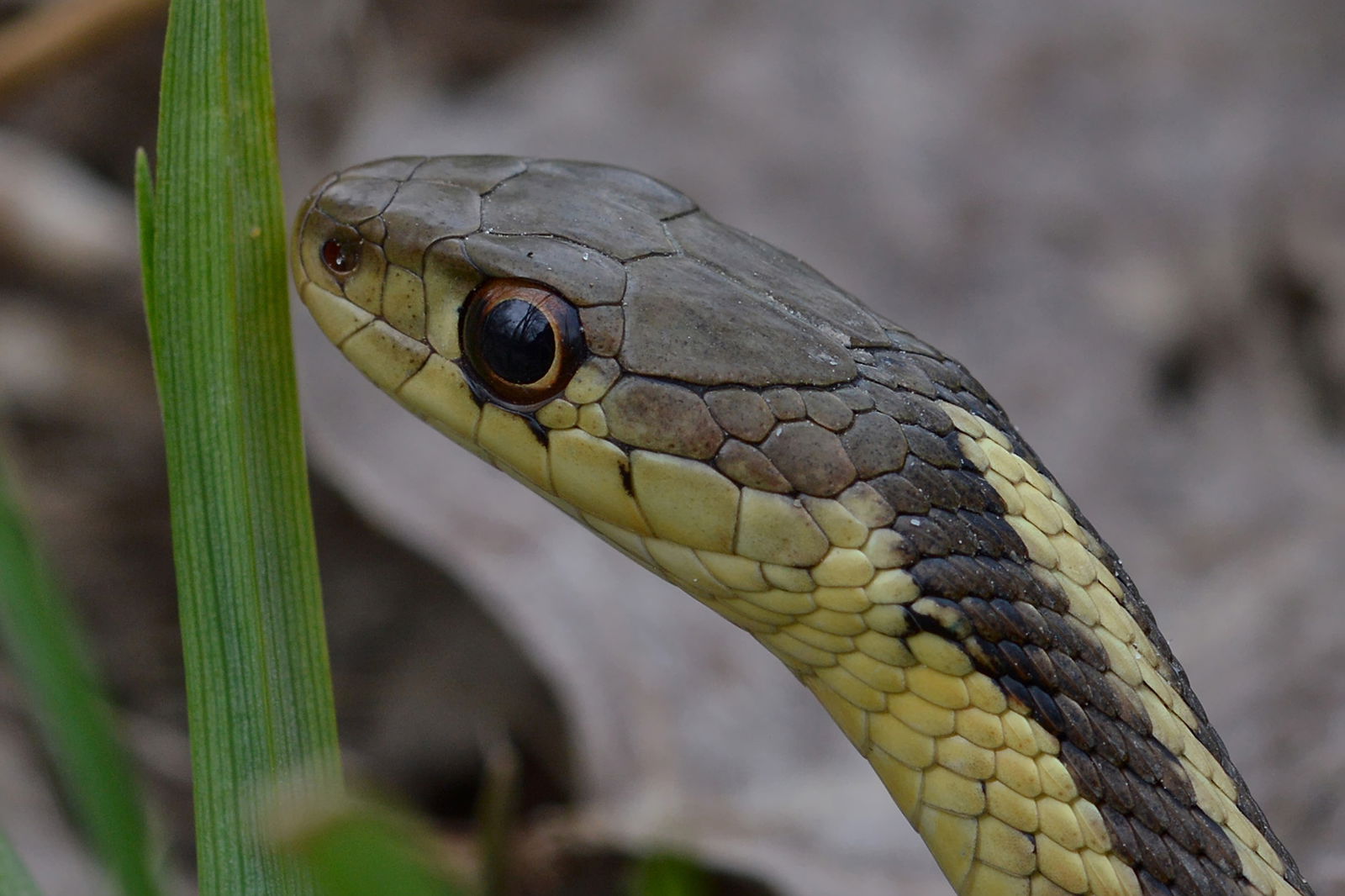 Eastern Garter Snake