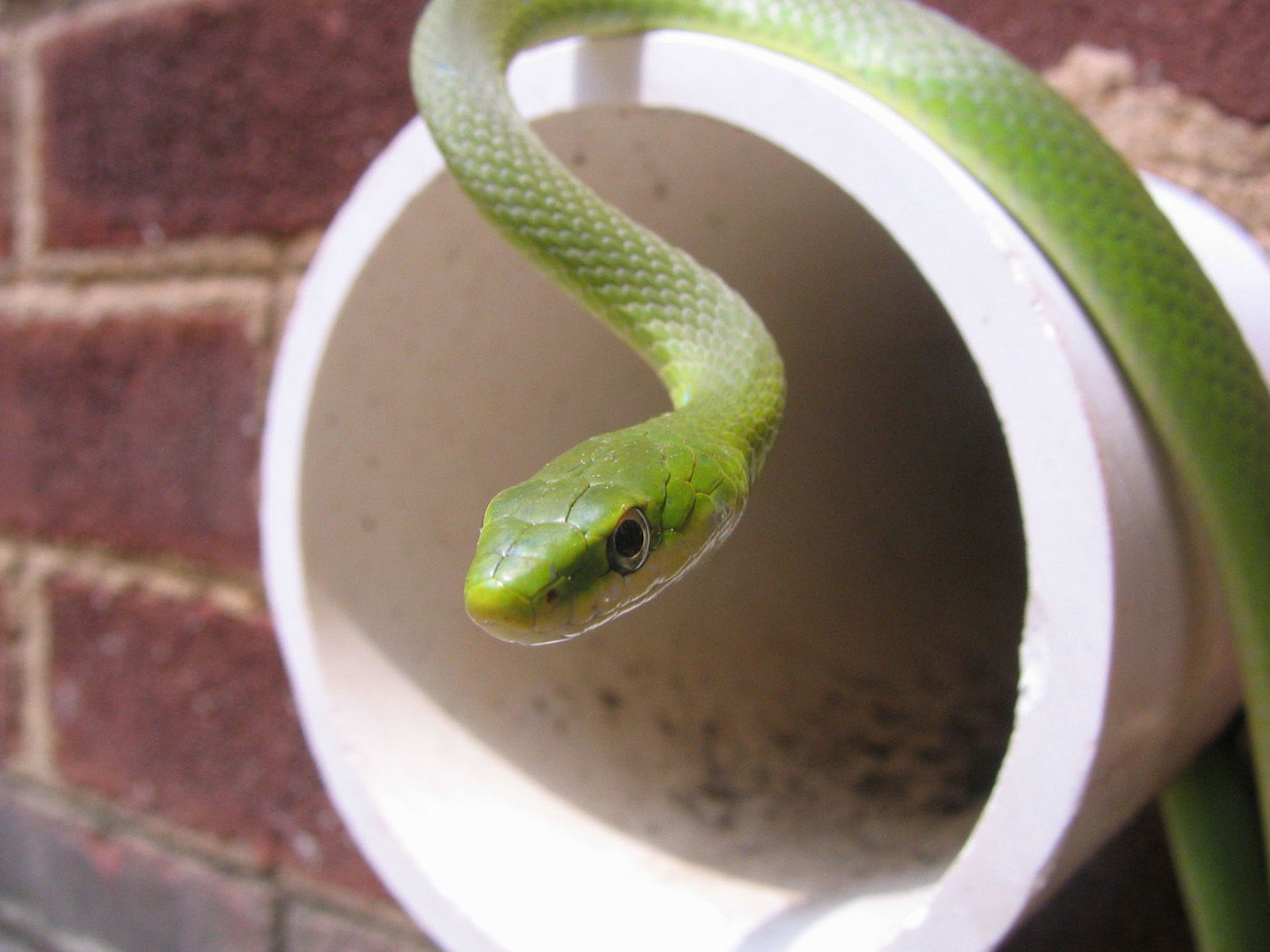 Northern Rough Green Snake
