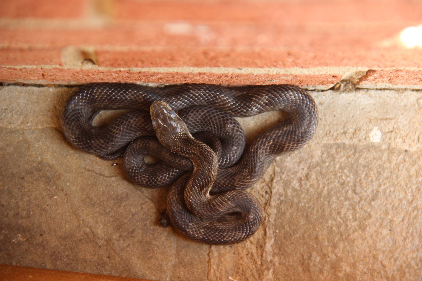 Eastern Ratsnake