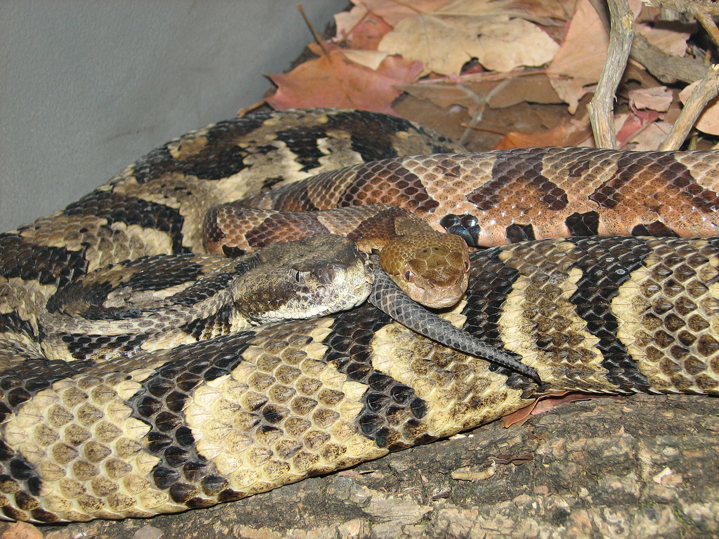 Timber Rattlesnake and Copperhead