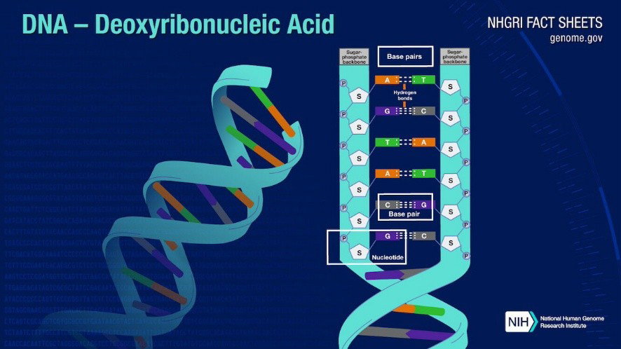 Components of DNA illustration