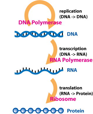 DNA process illustration