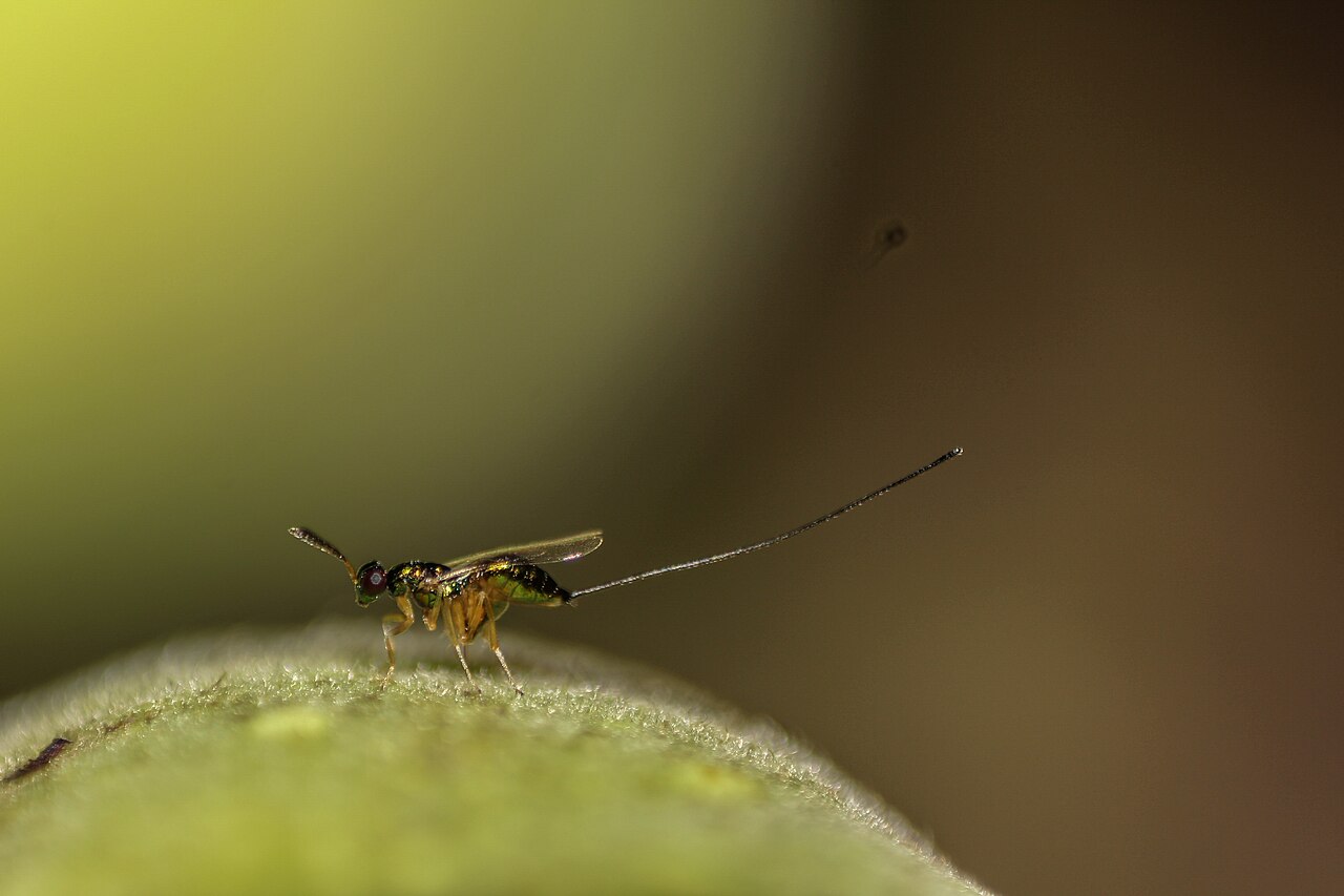 Female wasp on a fig
