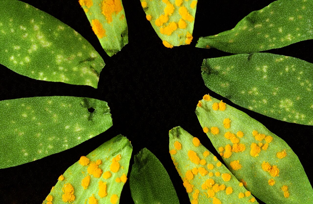 Flax with flax rust