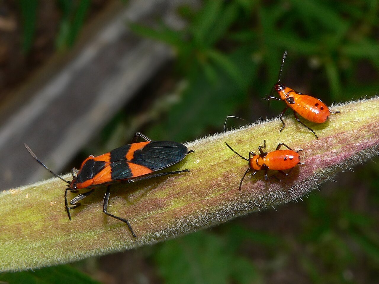 Milkweed bug adult and two juveniles