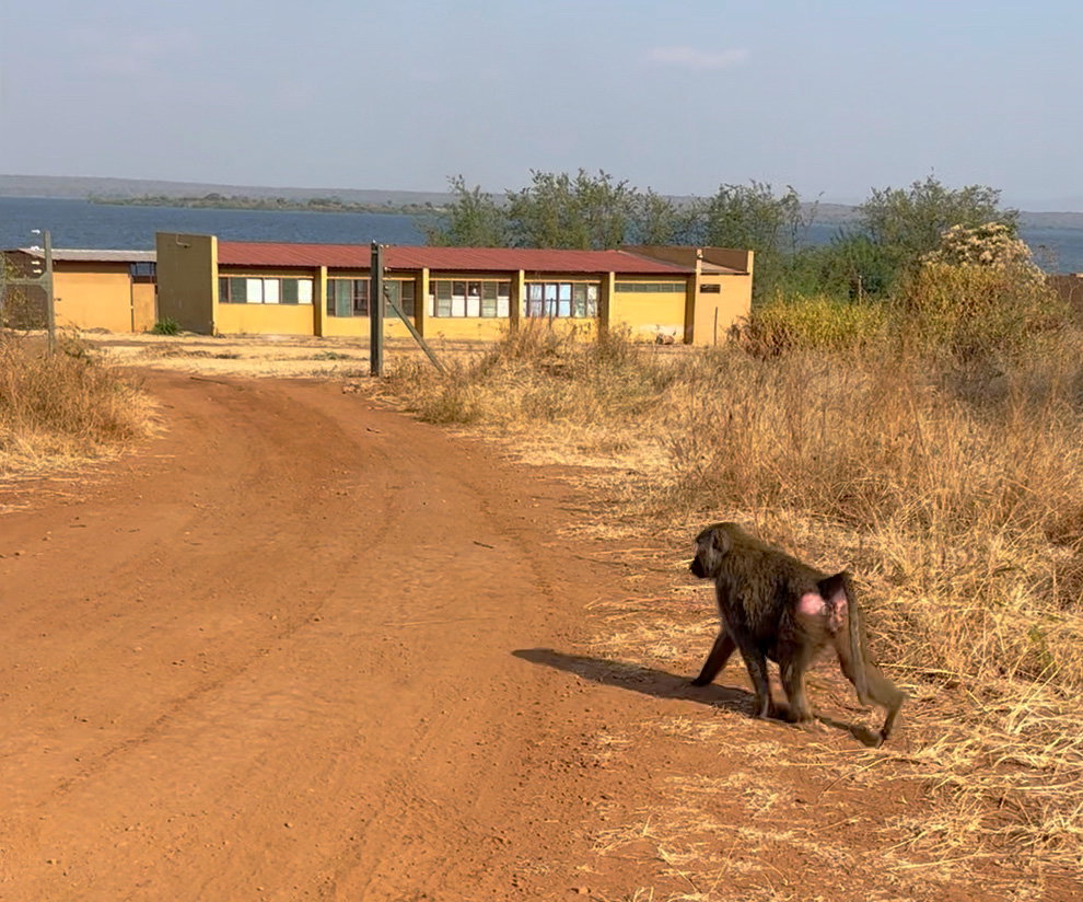 Baboon walking along ground