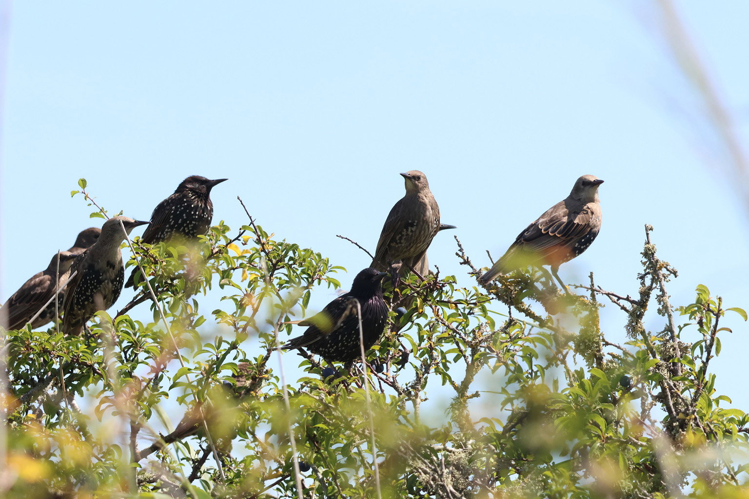 Birds in a tree