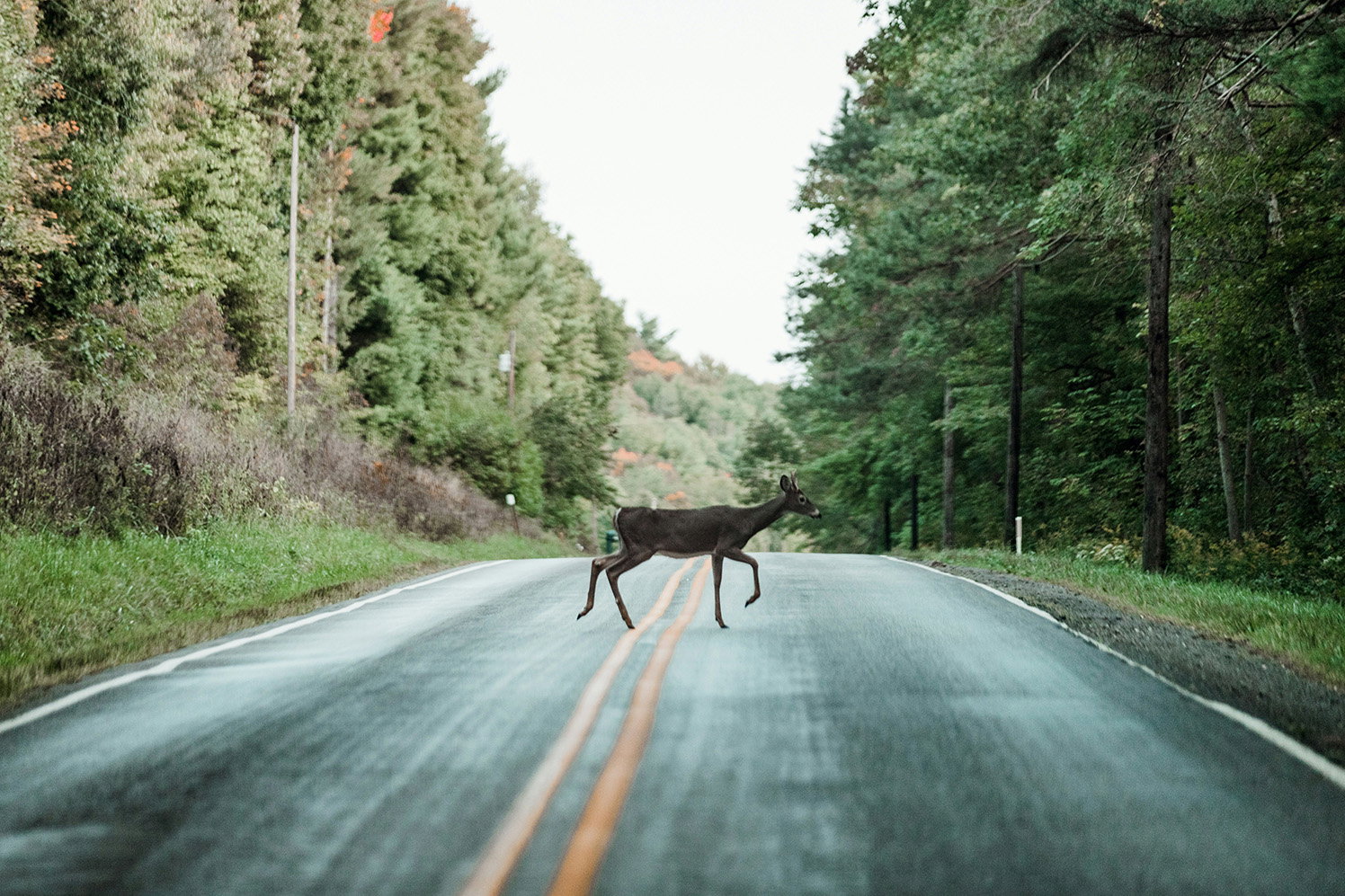 Deer crossing a road